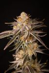 Cherry Chalet strain by Lovin In Her Eyes