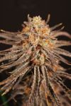 Cherry Chalet strain by Lovin In Her Eyes