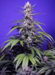 Permanent Marker XL Auto from Sweet Seeds