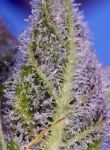 Permanent Marker XL Auto from Sweet Seeds