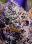 Banana Cream Cake XL Auto from Sweet Seeds
