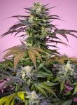 Gelonade strain from Sweet Seeds