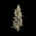 Seedsman Thai Cookies Auto strain