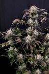 Frost Banger F4 Auto from Fast Buds