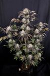 Frost Banger F4 Auto from Fast Buds