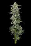 Honey Bear strain from Humboldt Seed Co