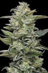 Honey Bear strain from Humboldt Seed Co