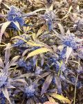 Lemon Cherry Gelato Feminisiert Saatgut - BULK x 100