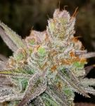 MAC 1 Auto Feminized Seeds - BULK x 100