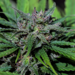 Tangie Feminisiert Saatgut - BULK x 100