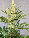 Strawberry Banana FAST Feminisiert Saatgut - BULK x 100