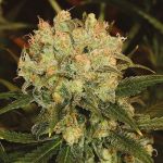 Blueberry Auto Feminisiert Saatgut - BULK