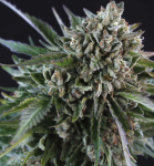 Grease Monkey Feminized Seeds - BULK x 100