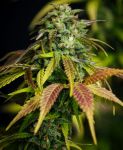 Durban Poison Auto Feminized Seeds - BULK x 100