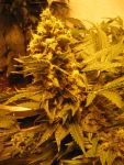 Obama Kush Feminisiert Saatgut - BULK x 100