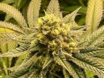 Slurricane Auto Feminisiert Saatgut - BULK x 100