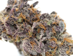 Sunset Sherbet Auto Feminized Seeds - BULK x 100