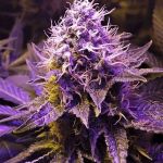 Purple Haze Feminisiert Saatgut - BULK x 100