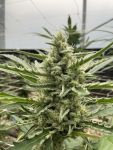 Seedsman Lilac Cookies Auto strain