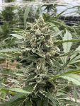 Seedsman Thai Cookies Auto strain
