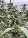 Seedsman Thai Cookies Auto strain