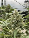 Seedsman Thai Cookies Auto strain