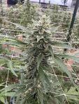 Seedsman Chem Cookies Auto strain