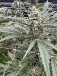 Seedsman Chem Cookies Auto strain