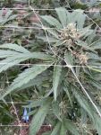 Seedsman Chem Cookies Auto strain