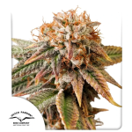 Kingston Punch Auto strain by Dutch Passion