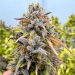 Kingston Punch Auto strain by Dutch Passion