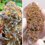 Kingston Punch Auto strain by Dutch Passion