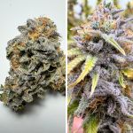 Kingston Punch Auto strain by Dutch Passion