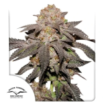 Kingston Punch Feminised strain by Dutch Passion