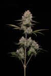 Hella Jelly Auto strain by Humboldt Seed Co.