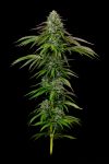 Garlic Budder Auto strain by Humboldt Seed Co