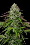 Garlic Budder Auto strain by Humboldt Seed Co