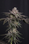 Z42 Feminised strain by Fast Buds