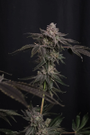 Z42 Feminised strain by Fast Buds