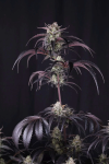 Strawberry Gorilla RF3 Auto by Fast buds