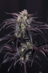 Strawberry Gorilla RF3 Auto by Fast buds
