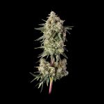 Haze Burger strain from Happy Valley Genetics