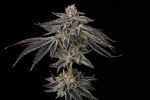 Purple Ink strain by Umami Seed Co