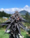 Purple Ink strain by Umami Seed Co