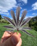 Purple Ink strain by Umami Seed Co