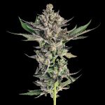 Grapes & Cream Feminised strain from Seedsman