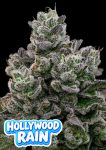 Hollywood Rain strain from Anesia Seeds