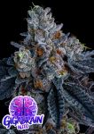 Giga Brain Auto strain from Anesia Seeds