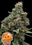 Calamansi Crystal Candy strain from Anesia Seeds