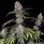 Amnesia Haze strain from Barney's Farm